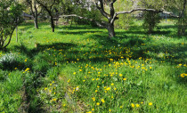 Infobox Image